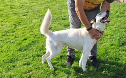 Naira sehnt sich nach einem geduldigen, liebevollen Zuhause