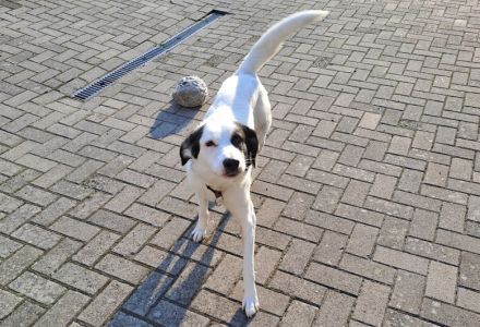 Naira sehnt sich nach einem geduldigen, liebevollen Zuhause