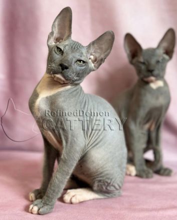 "RefinedDemon" Don Sphynx-Katzen mit Schnurrhaaren