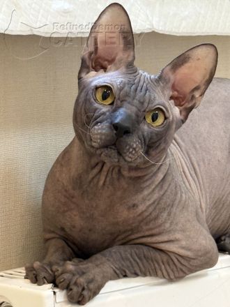 "RefinedDemon" Don Sphynx-Katzen mit Schnurrhaaren