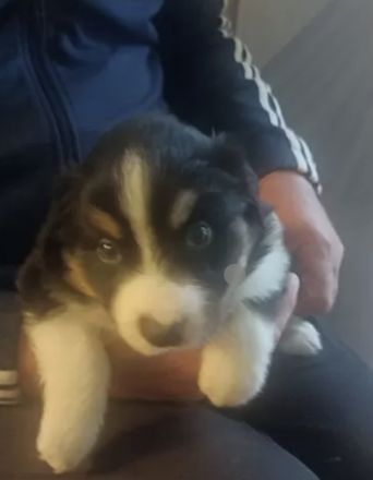 Border Collie Welpen