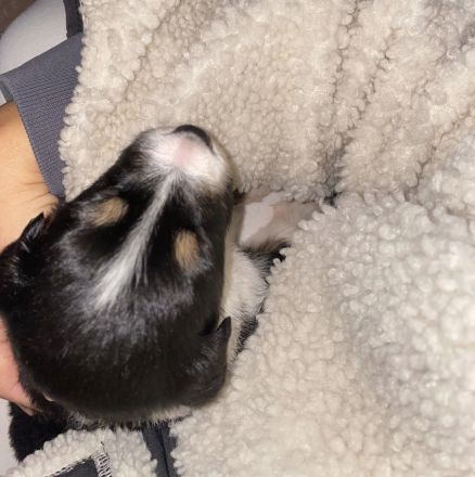 Border Collie Welpen