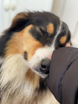 Border Collie Welpen