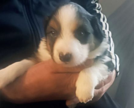 Border Collie Welpen