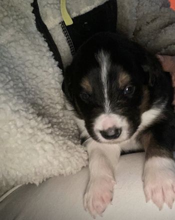 Border Collie Welpen