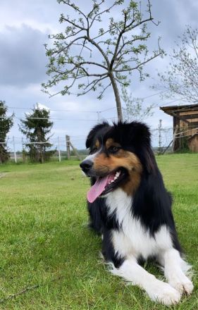 Border Collie Welpen