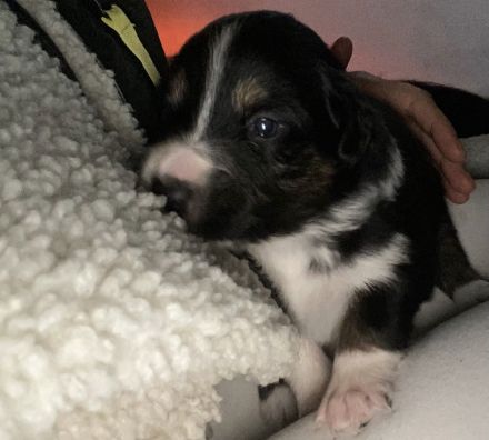 Border Collie Welpen