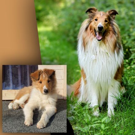 Colliewelpen 28.9 geboren