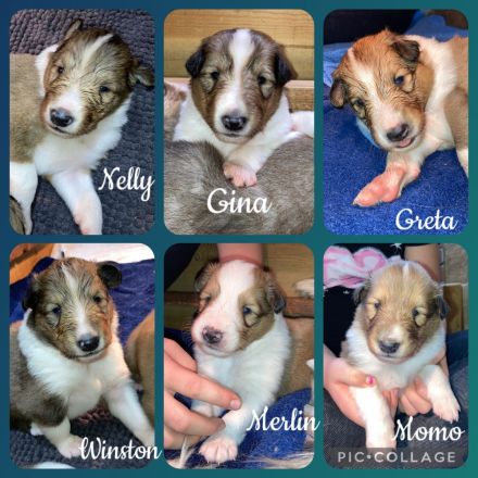 Colliewelpen 28.9 geboren