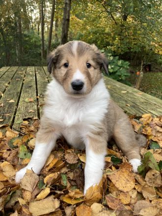 Colliewelpen 28.9 geboren