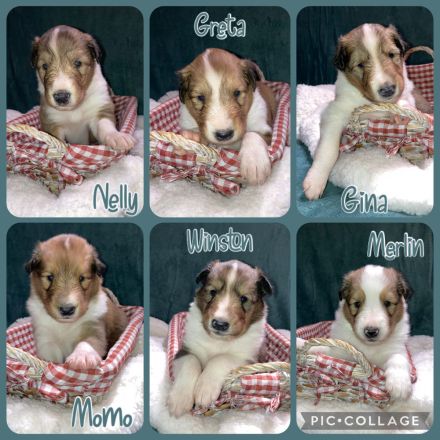 Colliewelpen 28.9 geboren