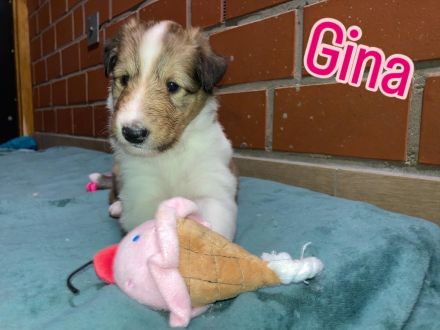 Colliewelpen 28.9 geboren