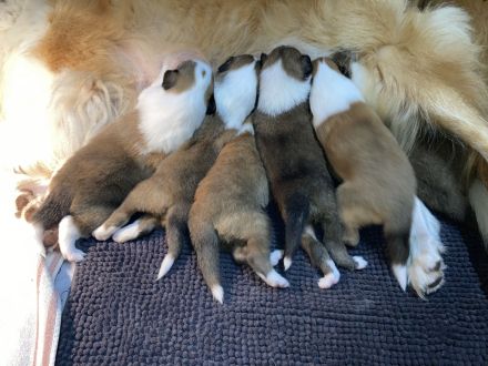 Colliewelpen 28.9 geboren