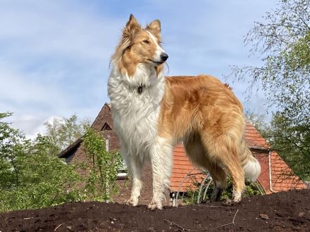 Colliewelpen 28.9 geboren