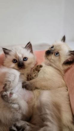 Himalayan Katze (siam/perser)