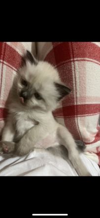 Himalayan Katze (siam/perser)