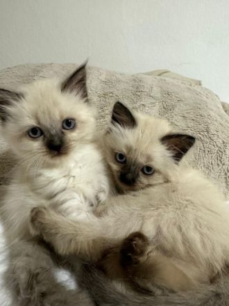 Himalayan Katze (siam/perser)