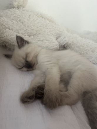 Himalayan Katze (siam/perser)