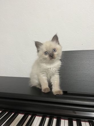 Himalayan Katze (siam/perser)