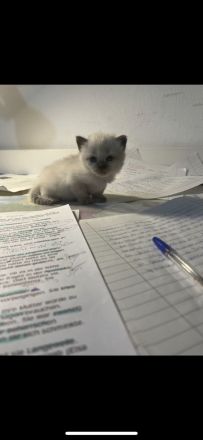 Himalayan Katze (siam/perser)