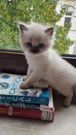 Himalayan Katze (siam/perser)