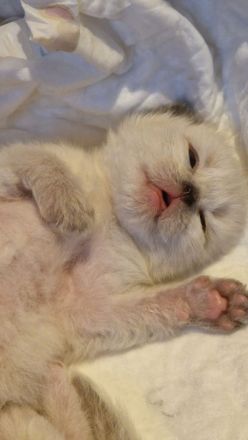 Himalayan Katze (siam/perser)