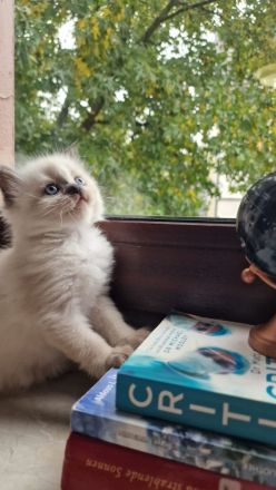 Himalayan Katze (siam/perser)