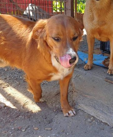 Socky, hübscher Junge sucht Familie mit Erfahrung