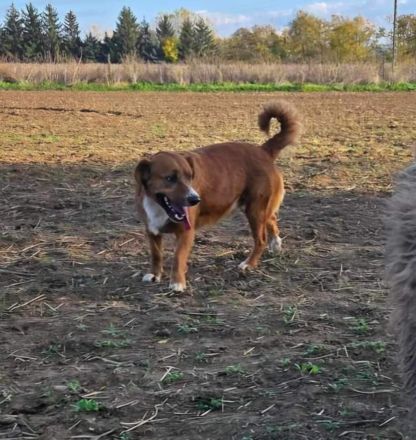 Socky, hübscher Junge sucht Familie mit Erfahrung