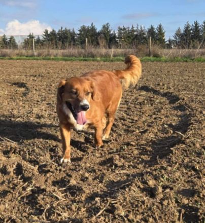 Socky, hübscher Junge sucht Familie mit Erfahrung