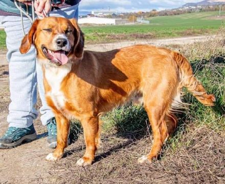 Socky, hübscher Junge sucht Familie mit Erfahrung