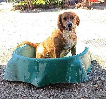 Socky, hübscher Junge sucht Familie mit Erfahrung