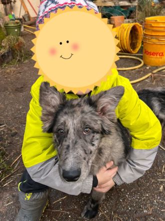 Reinrassiger Border Collie und ein Mischlingsmädchen suchen ein Zuhause