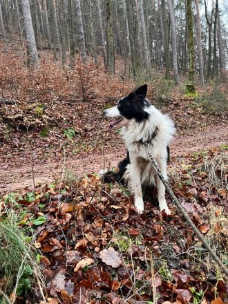 Reinrassiger Border Collie und ein Mischlingsmädchen suchen ein Zuhause