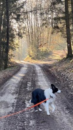 Reinrassiger Border Collie und ein Mischlingsmädchen suchen ein Zuhause