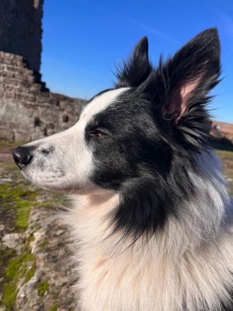 Reinrassiger Border Collie und ein Mischlingsmädchen suchen ein Zuhause