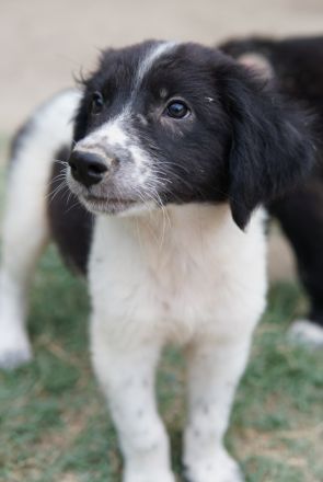 Herr Jasper, geb. ca. 05/2024, lebt in GRIECHENLAND, auf einer privaten Pflegestelle