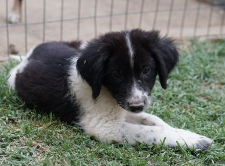 Herr Jasper, geb. ca. 05/2024, lebt in GRIECHENLAND, auf einer privaten Pflegestelle