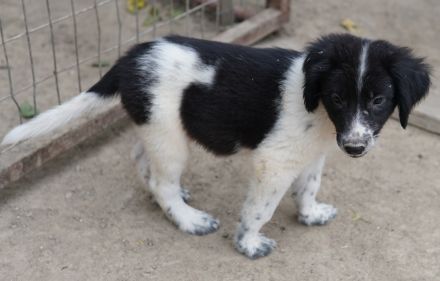 Herr Jasper, geb. ca. 05/2024, lebt in GRIECHENLAND, auf einer privaten Pflegestelle