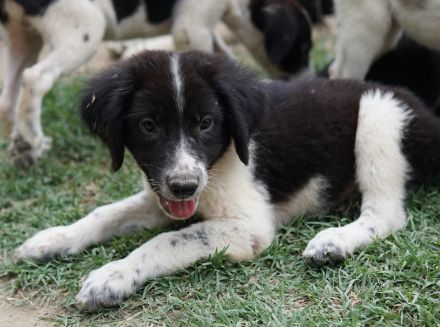 Herr Jasper, geb. ca. 05/2024, lebt in GRIECHENLAND, auf einer privaten Pflegestelle