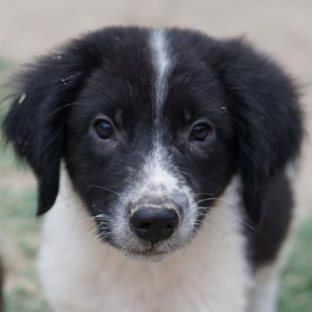 Herr Jasper, geb. ca. 05/2024, lebt in GRIECHENLAND, auf einer privaten Pflegestelle