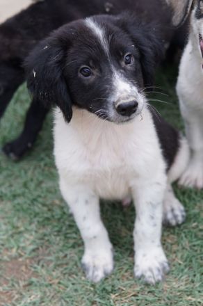 Herr Jasper, geb. ca. 05/2024, lebt in GRIECHENLAND, auf einer privaten Pflegestelle