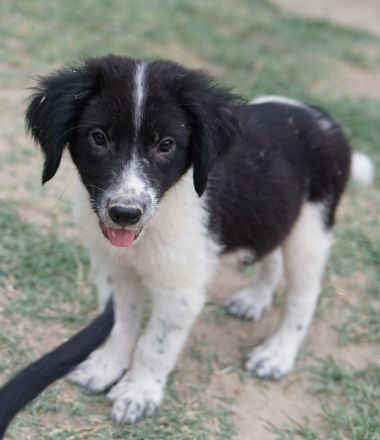 Herr Jasper, geb. ca. 05/2024, lebt in GRIECHENLAND, auf einer privaten Pflegestelle