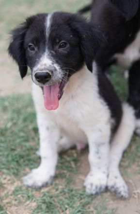 Herr Jasper, geb. ca. 05/2024, lebt in GRIECHENLAND, auf einer privaten Pflegestelle