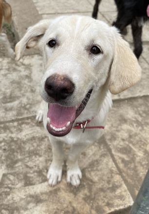 Littlefoot, geb. ca. 04/24, lebt in GRIECHENLAND, Gelände notürftige Unterkunft