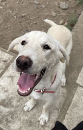 Littlefoot, geb. ca. 04/24, lebt in GRIECHENLAND, Gelände notürftige Unterkunft