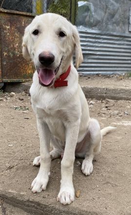 Littlefoot, geb. ca. 04/24, lebt in GRIECHENLAND, Gelände notürftige Unterkunft