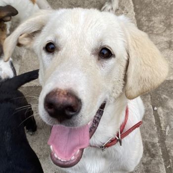 Littlefoot, geb. ca. 04/24, lebt in GRIECHENLAND, Gelände notürftige Unterkunft