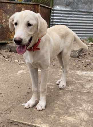 Littlefoot, geb. ca. 04/24, lebt in GRIECHENLAND, Gelände notürftige Unterkunft