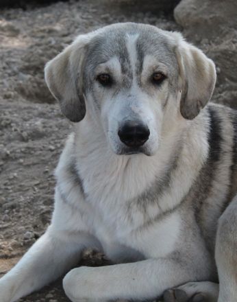 Lykos, geb. ca. 12/2023, lebt in GRIECHENLAND, im städt. Tierheim Serres